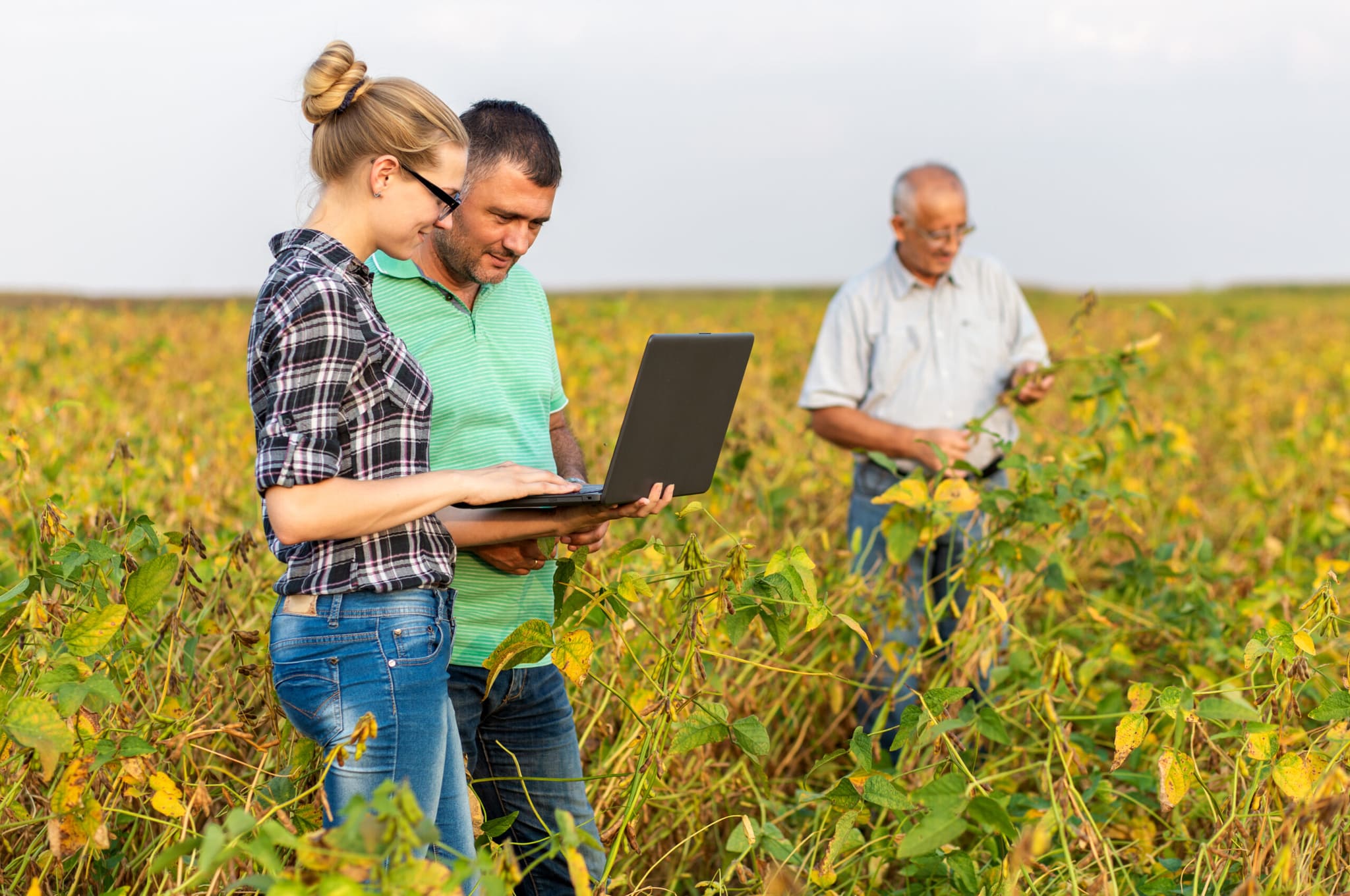 Farmers reviewing field data on a laptop in a soybean field